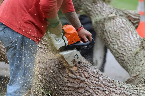 Expert tree surgeon moray: comprehensive care for your trees