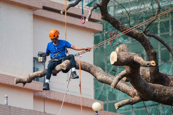 Expert tree surgeons in Kent: your go-to for tree care